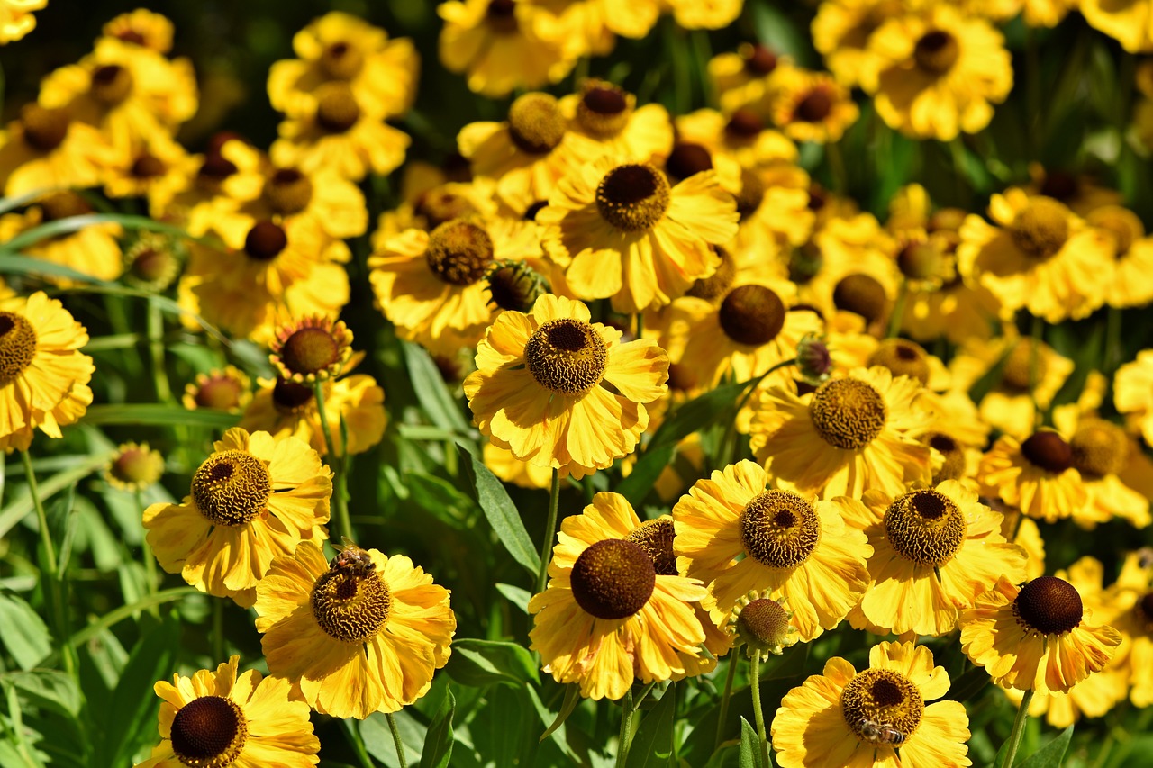 Which Flowers are Best for Your Eco-friendly Garden?